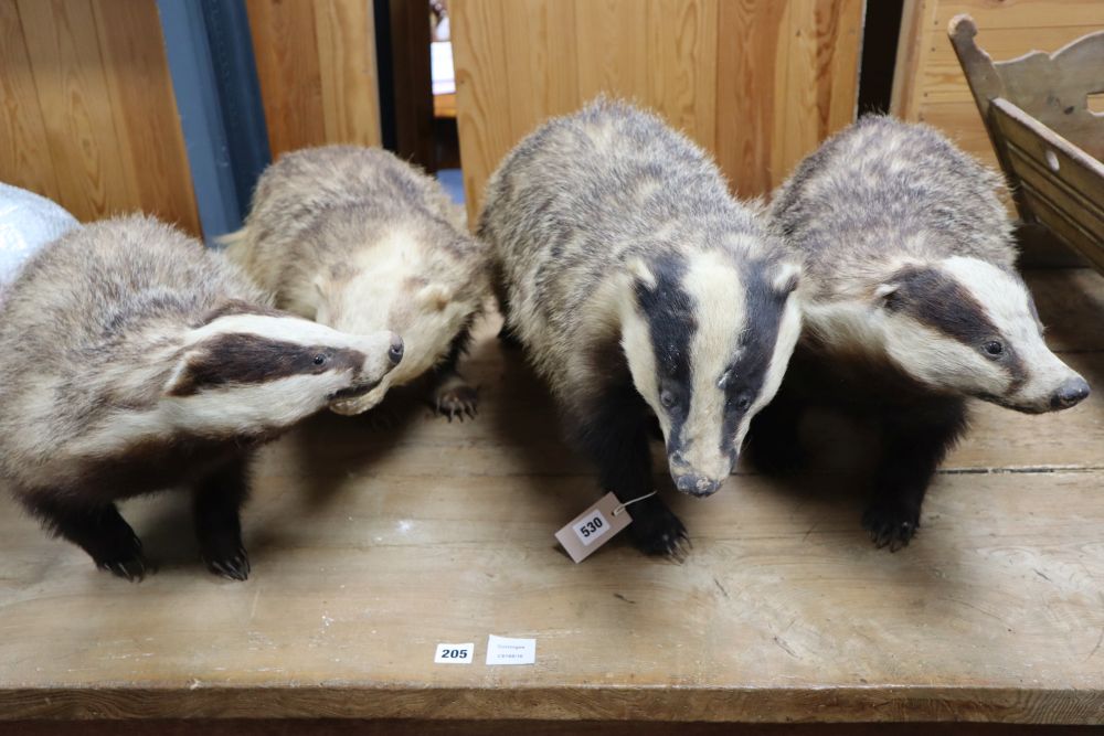 Four taxidermic badgers, largest 70cm